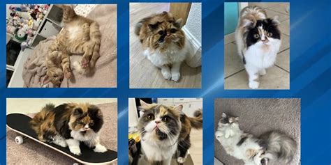 yem wallet login|‘Heartbreaking’: Family loses 6 cats in house fire after Tesla .